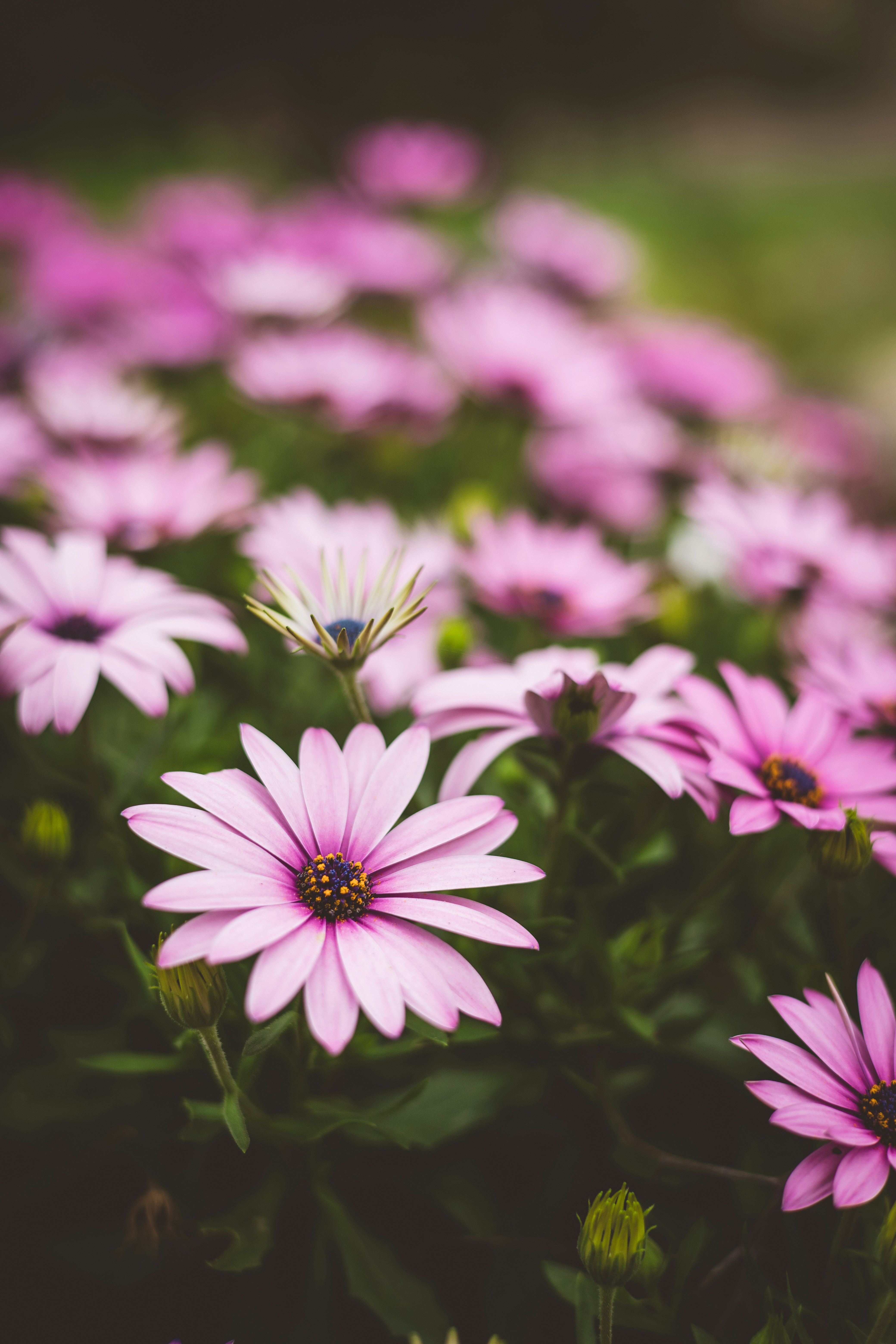 Photo by rrodriguesim