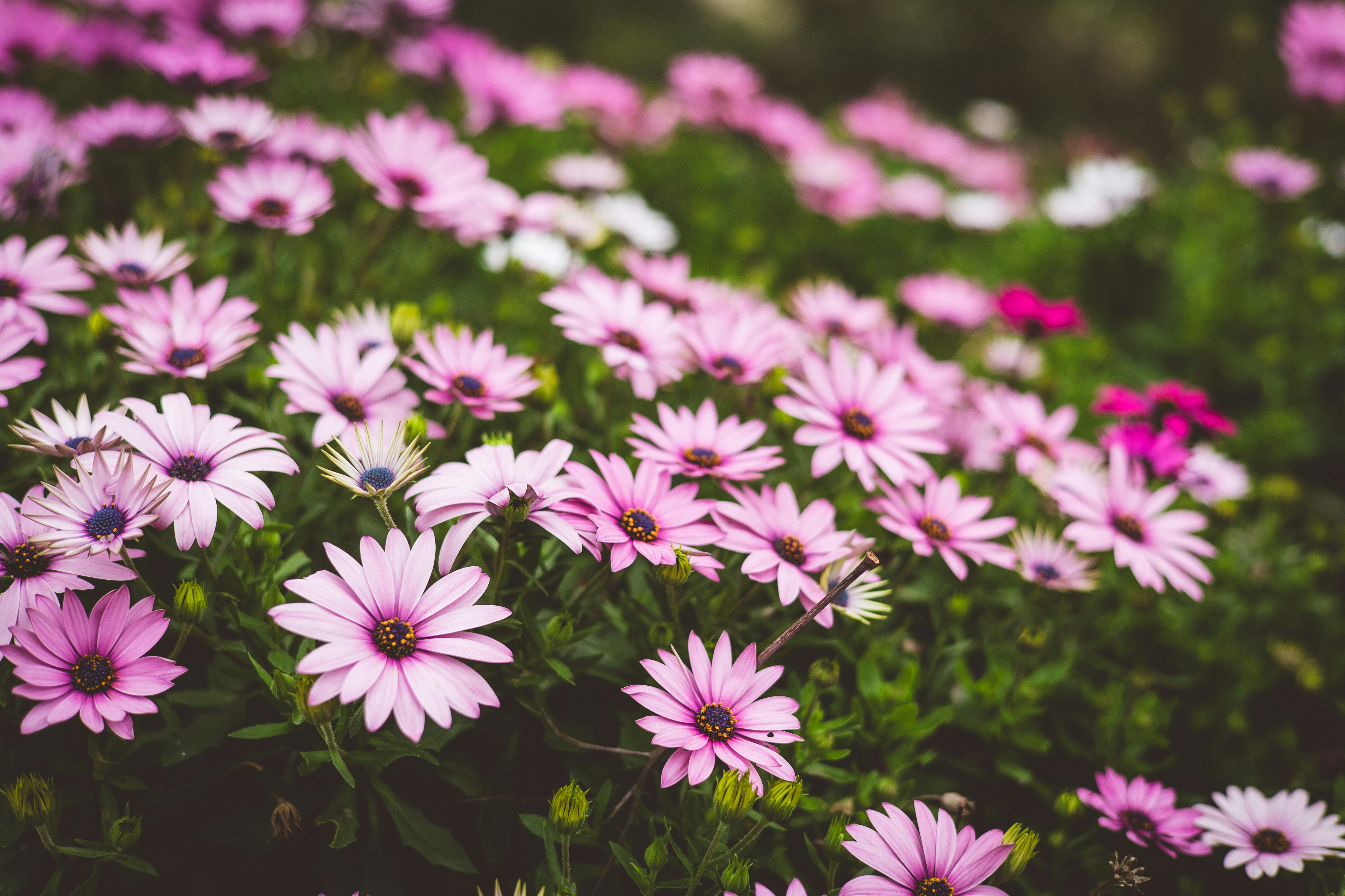 Photo by rrodriguesim