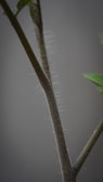 A close-up image of a plant stem, showing fine hair-like structures on the surface. Leaf nodes and small leaves extend from the stem. The background is a plain, neutral color, putting emphasis on the details of the stem.