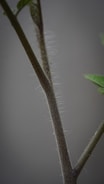 A close-up image of a plant stem, showing fine hair-like structures on the surface. Leaf nodes and small leaves extend from the stem. The background is a plain, neutral color, putting emphasis on the details of the stem.
