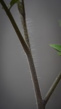 A close-up image of a plant stem, showing fine hair-like structures on the surface. Leaf nodes and small leaves extend from the stem. The background is a plain, neutral color, putting emphasis on the details of the stem.