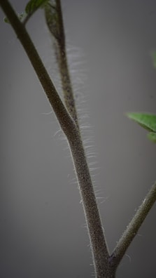 A close-up image of a plant stem, showing fine hair-like structures on the surface. Leaf nodes and small leaves extend from the stem. The background is a plain, neutral color, putting emphasis on the details of the stem.