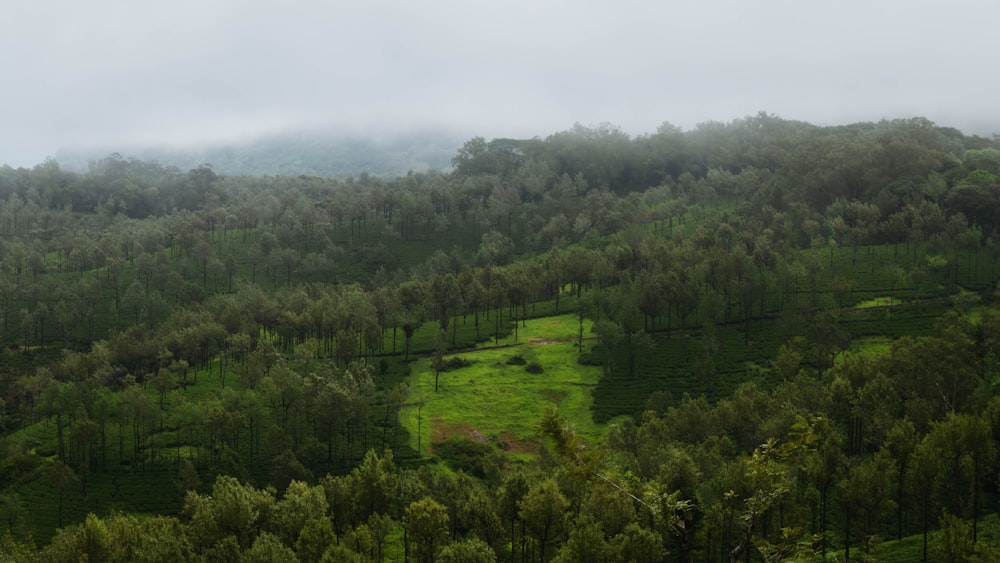 a lush green hillside covered in lots of trees