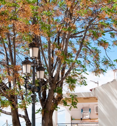 a street light sitting next to a tree