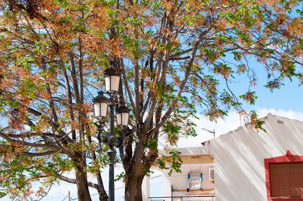 a street light sitting next to a tree