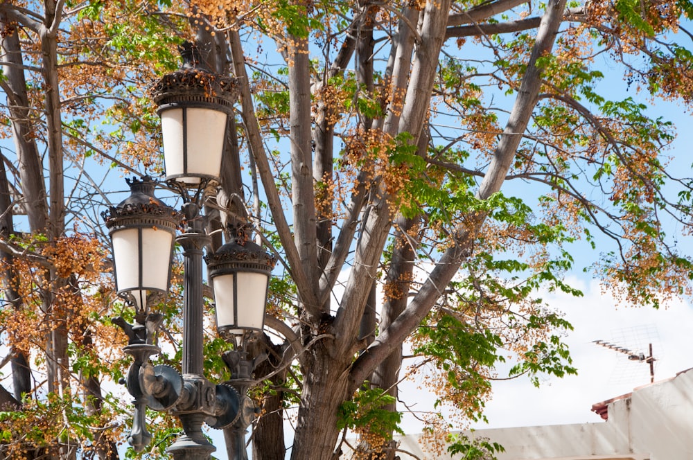 a street light hanging from the side of a tree