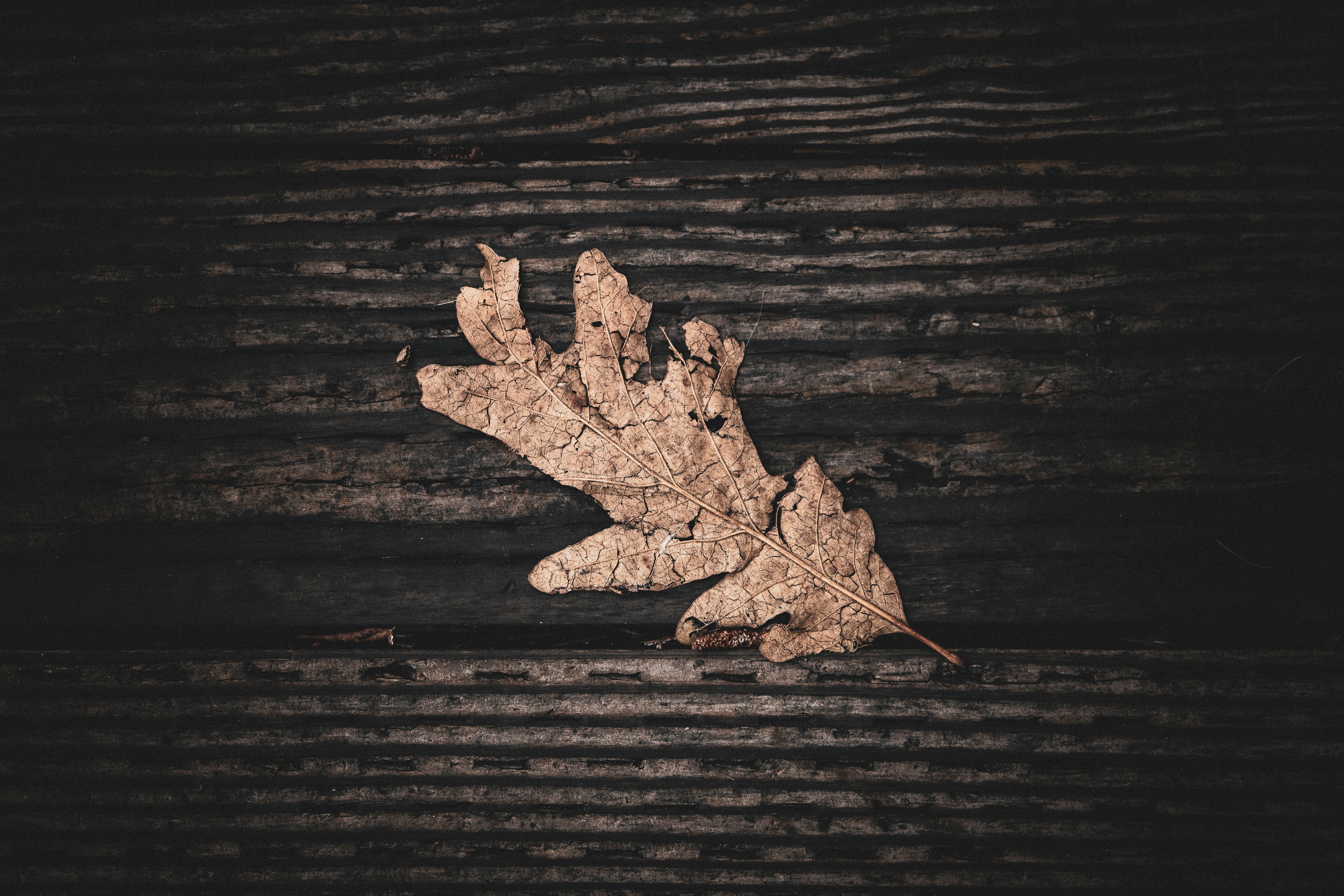 A leaf that is laying on a wooden surface