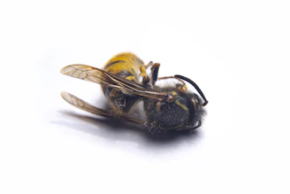 Close-up of Spalangia endius wasp on livestock bedding