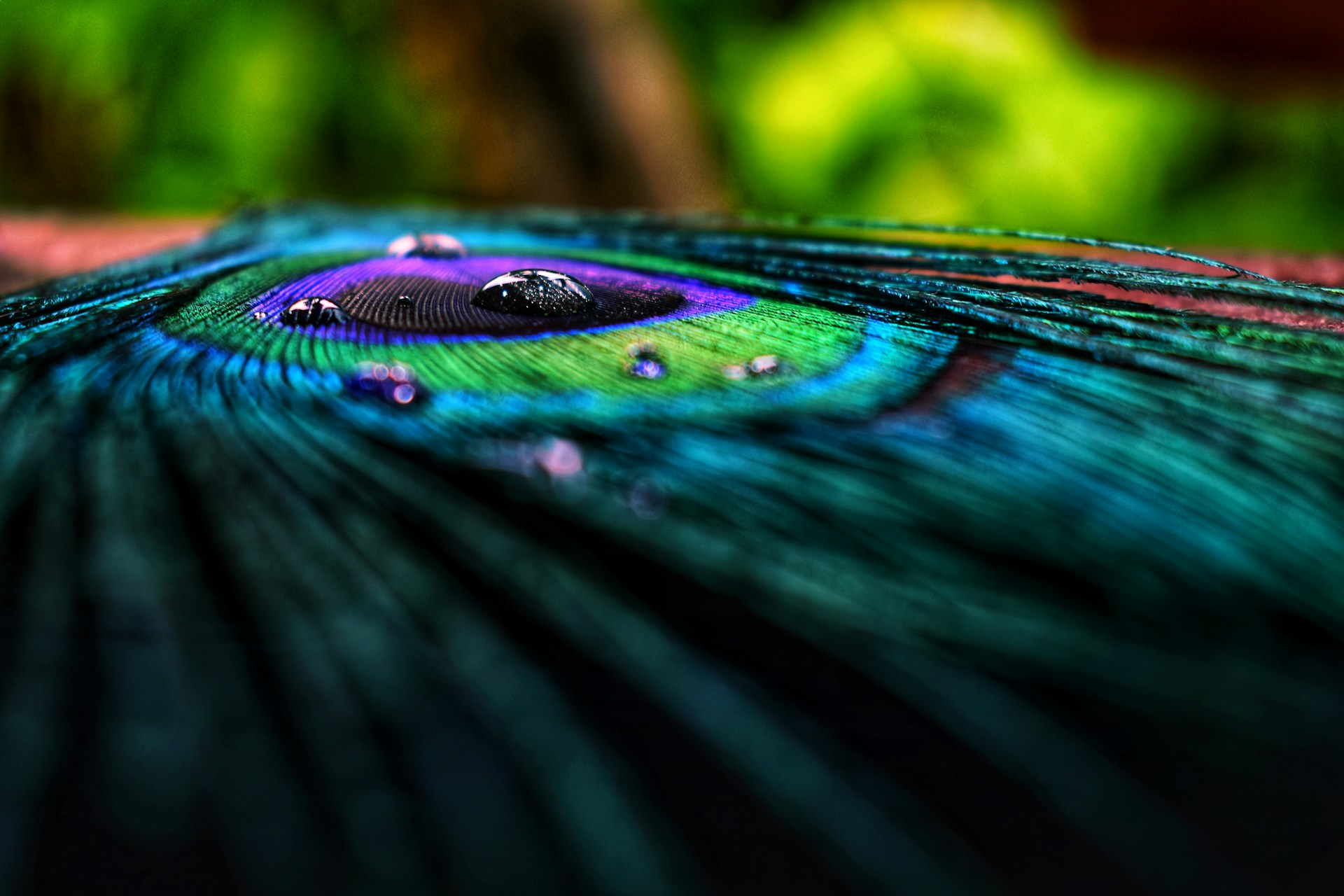a close up of a peacock feather with drops of water on it