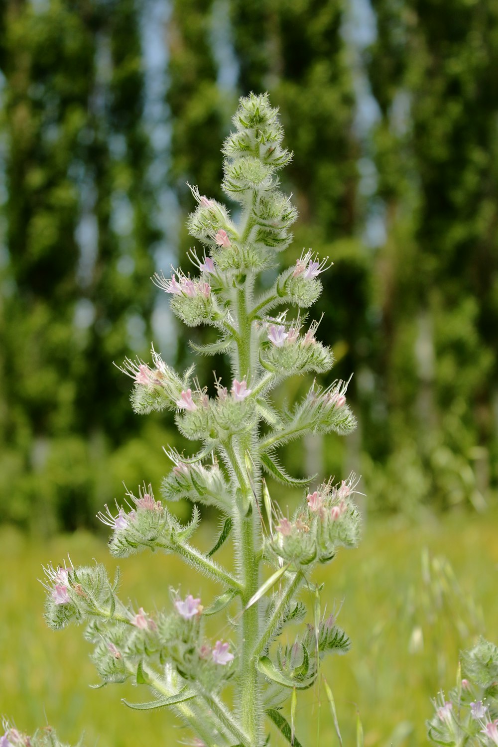 a close up of a plant in a field