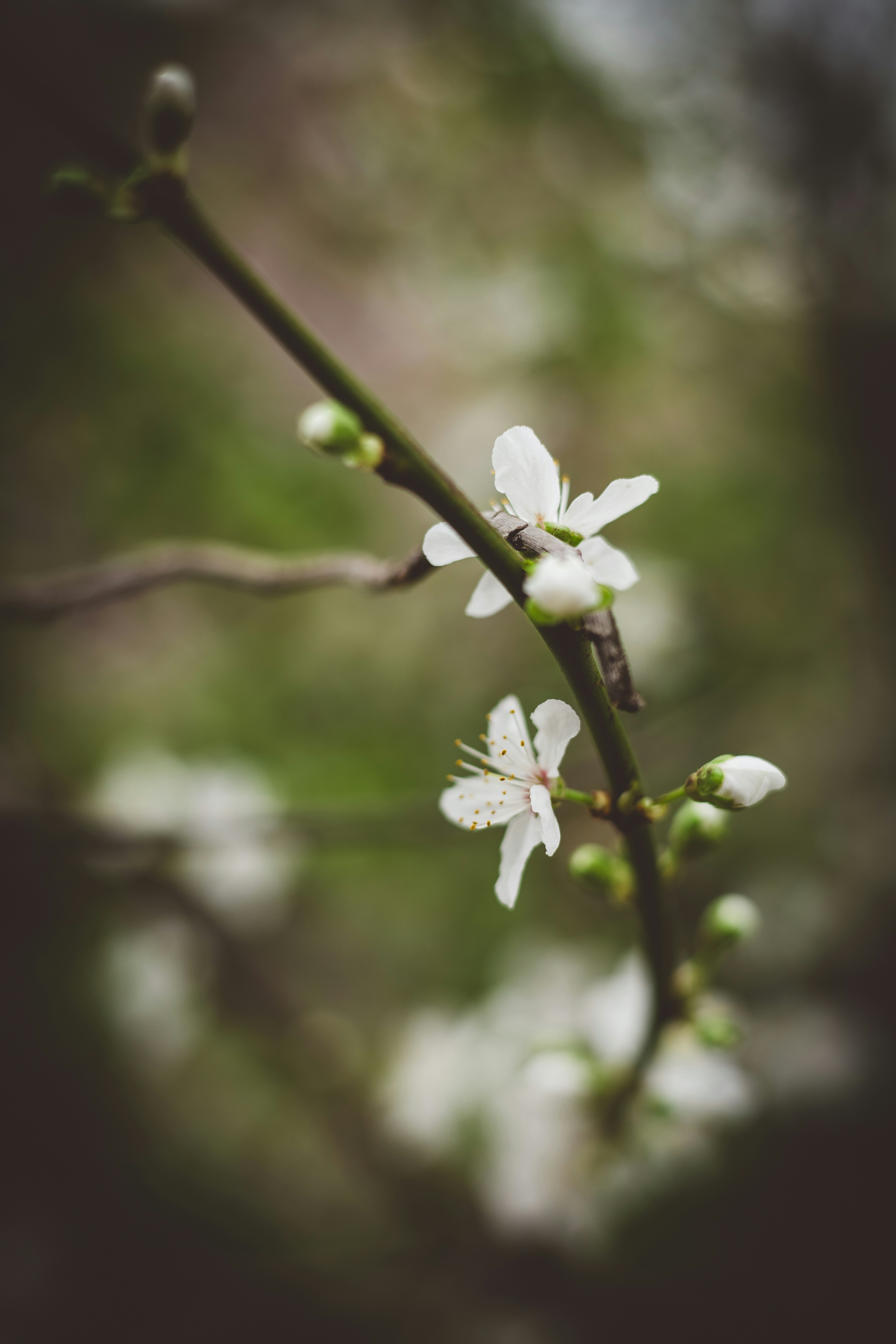 Photo by rrodriguesim