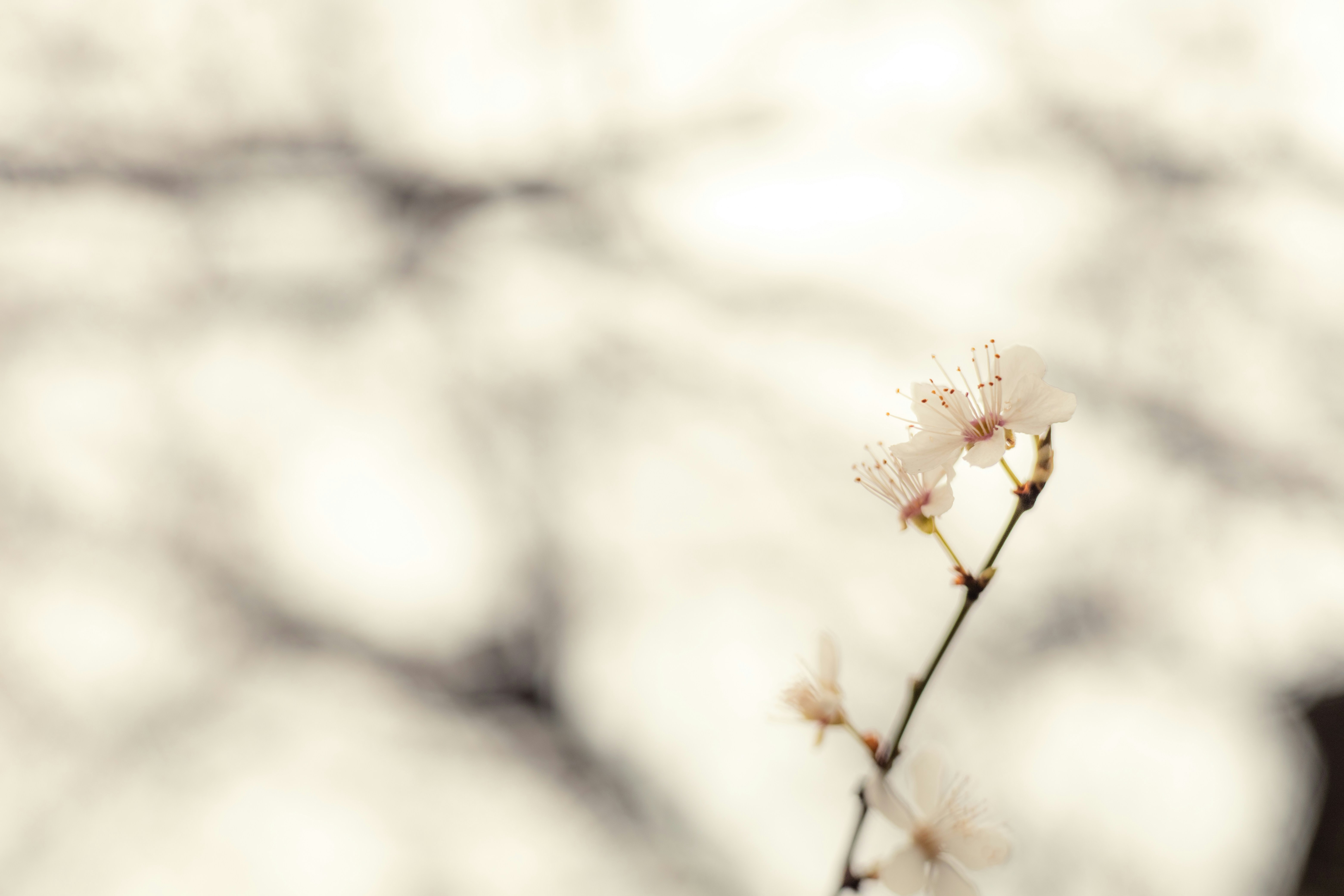 Photo by rrodriguesim