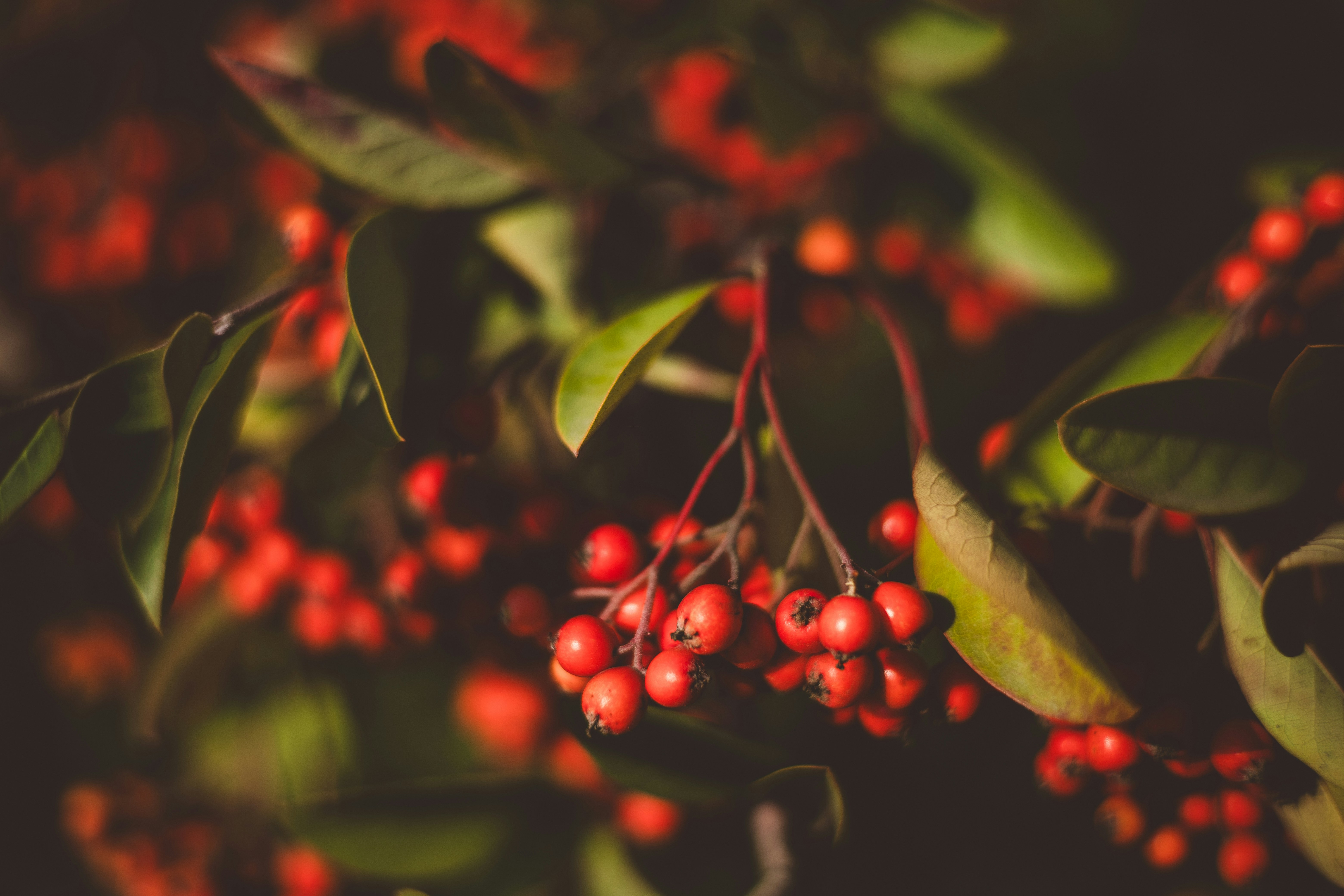 Photo by rrodriguesim