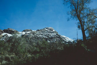 a snow covered mountain with trees in the foreground