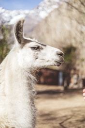 A charming side silhouette of a llama with a heart cutout on its body, surrounded by fresh greens and tiny purple highlights.
