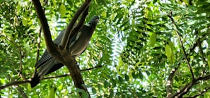 A Syahdan pigeon nesting peacefully among green leaves in a quiet garden