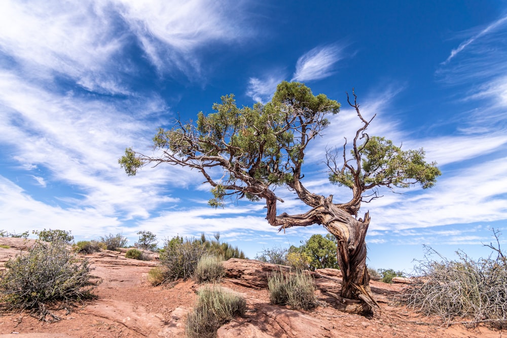 a lone tree in the middle of a desert