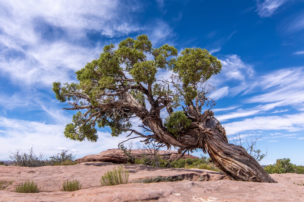 a tree that is sitting in the dirt