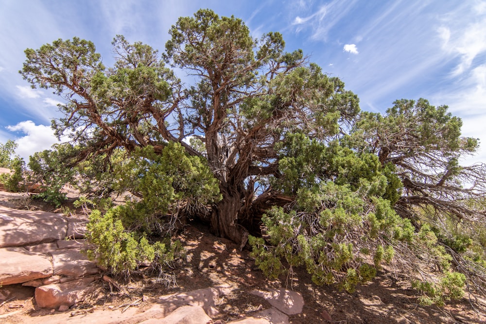 a very big pretty tree by some big rocks