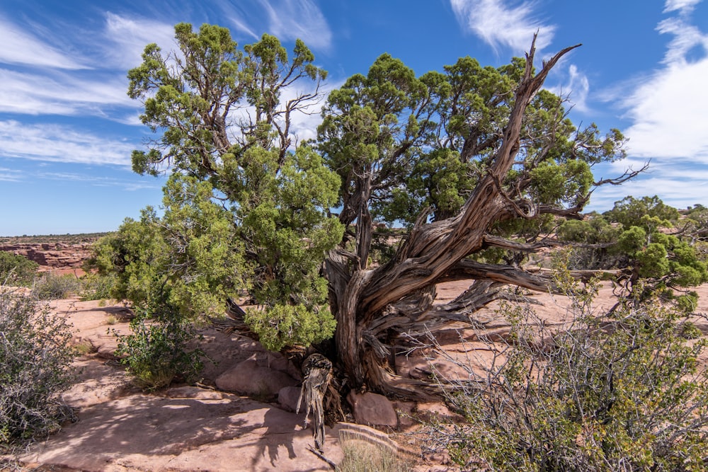 a large tree in the middle of a desert