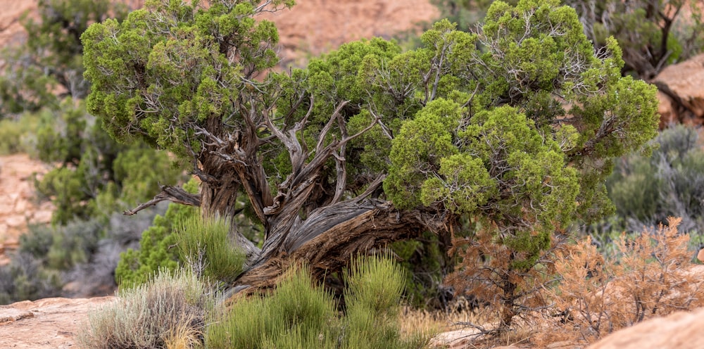 a small tree in the middle of a rocky area