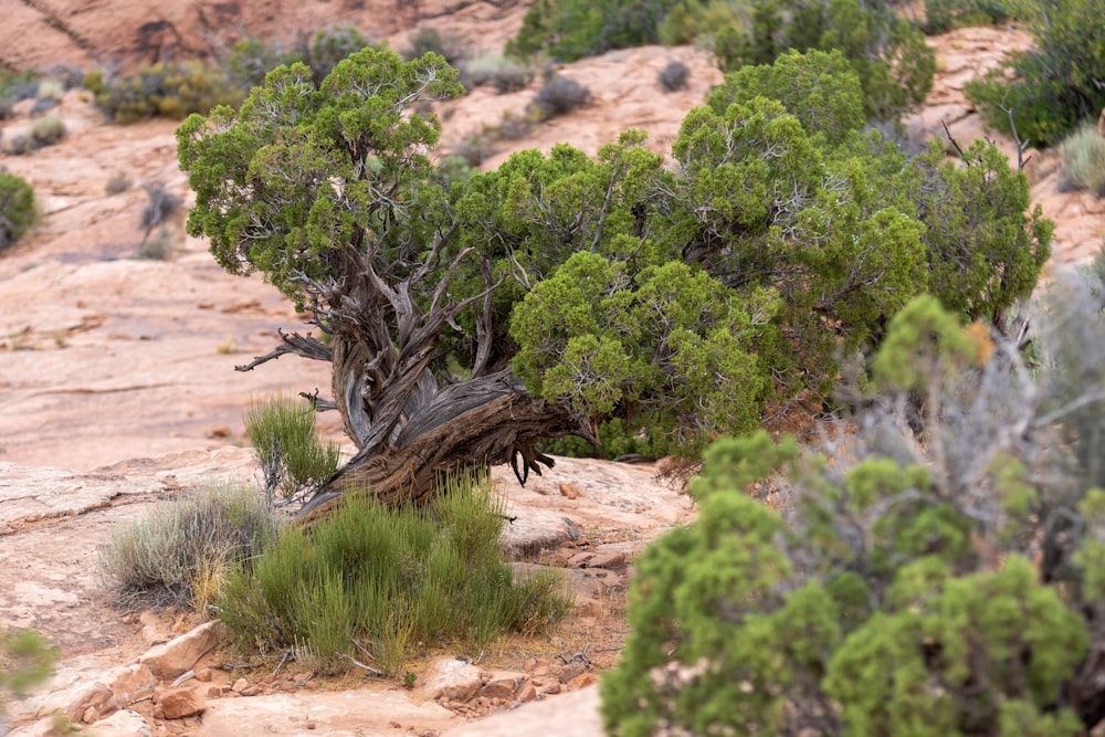 un árbol que está sentado en la tierra