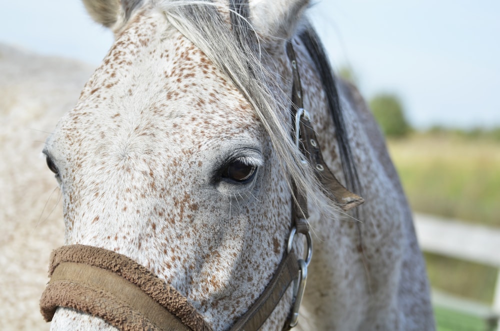a close up of a white and brown horse