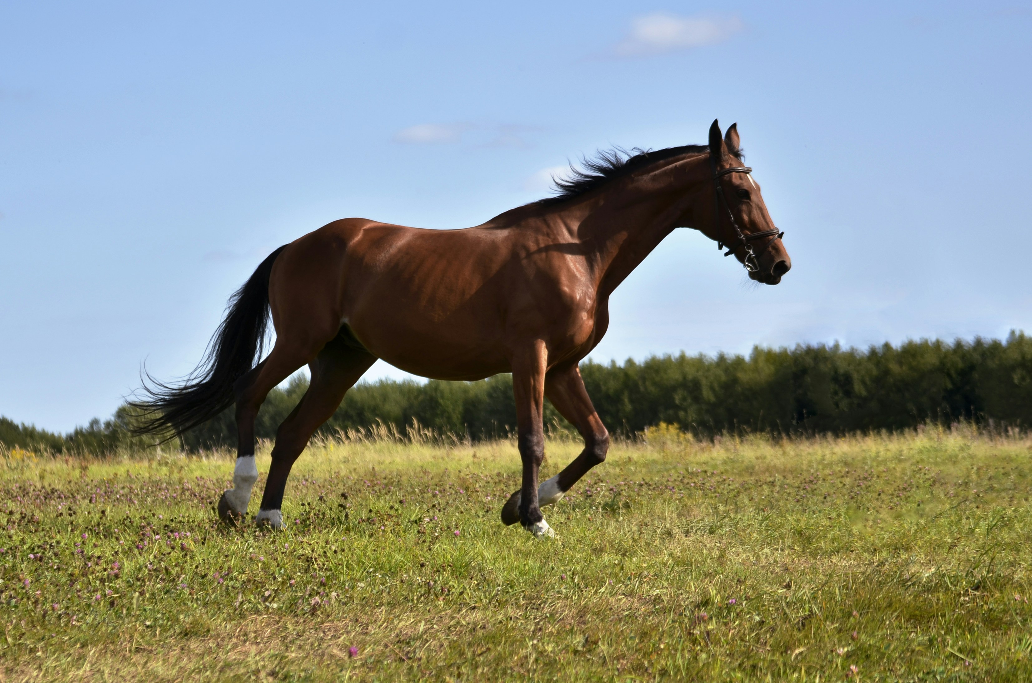 A brown horse running across a lush green field photo – Free Horse Image on Unsplash