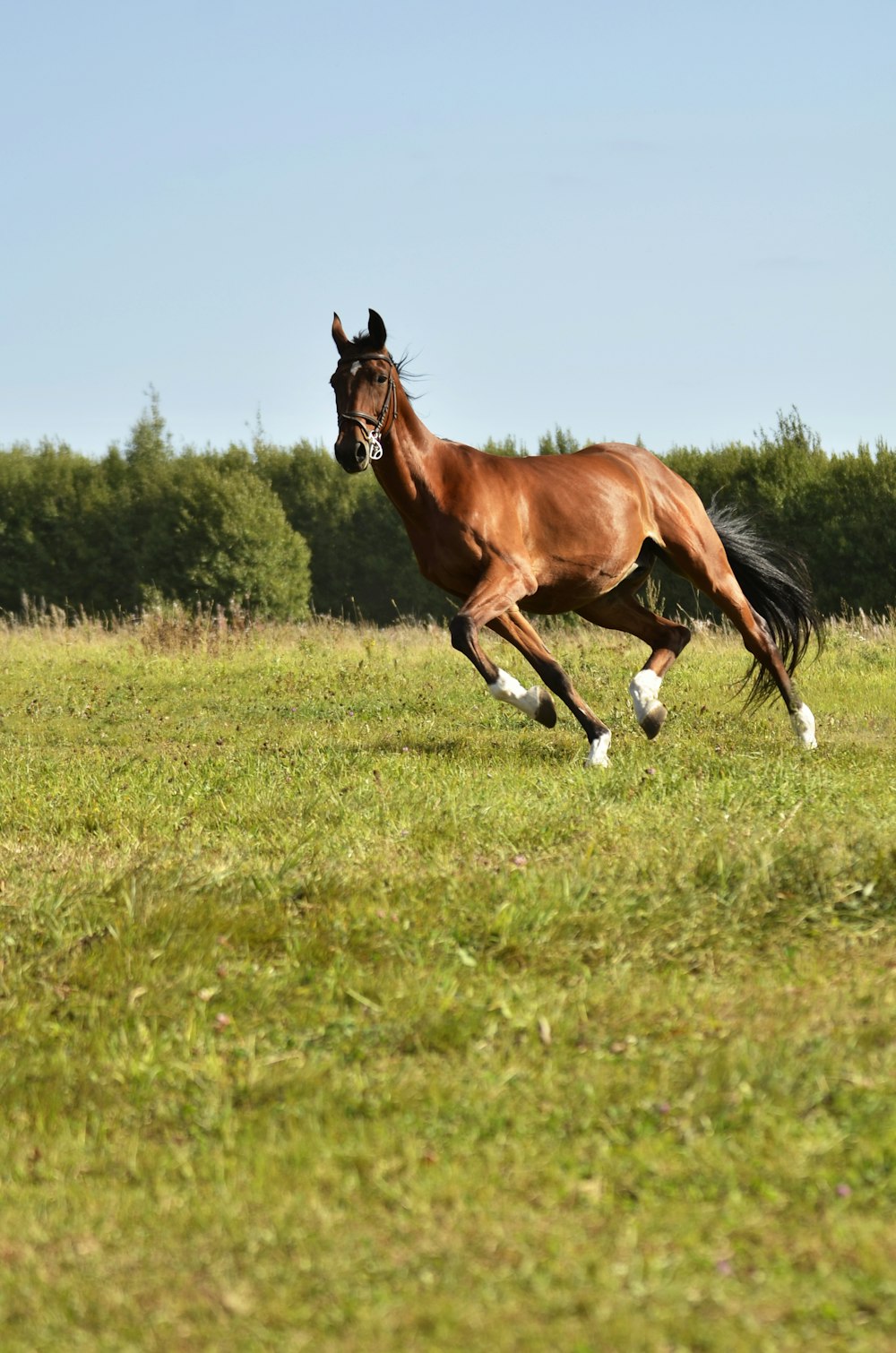 a brown horse running across a lush green field