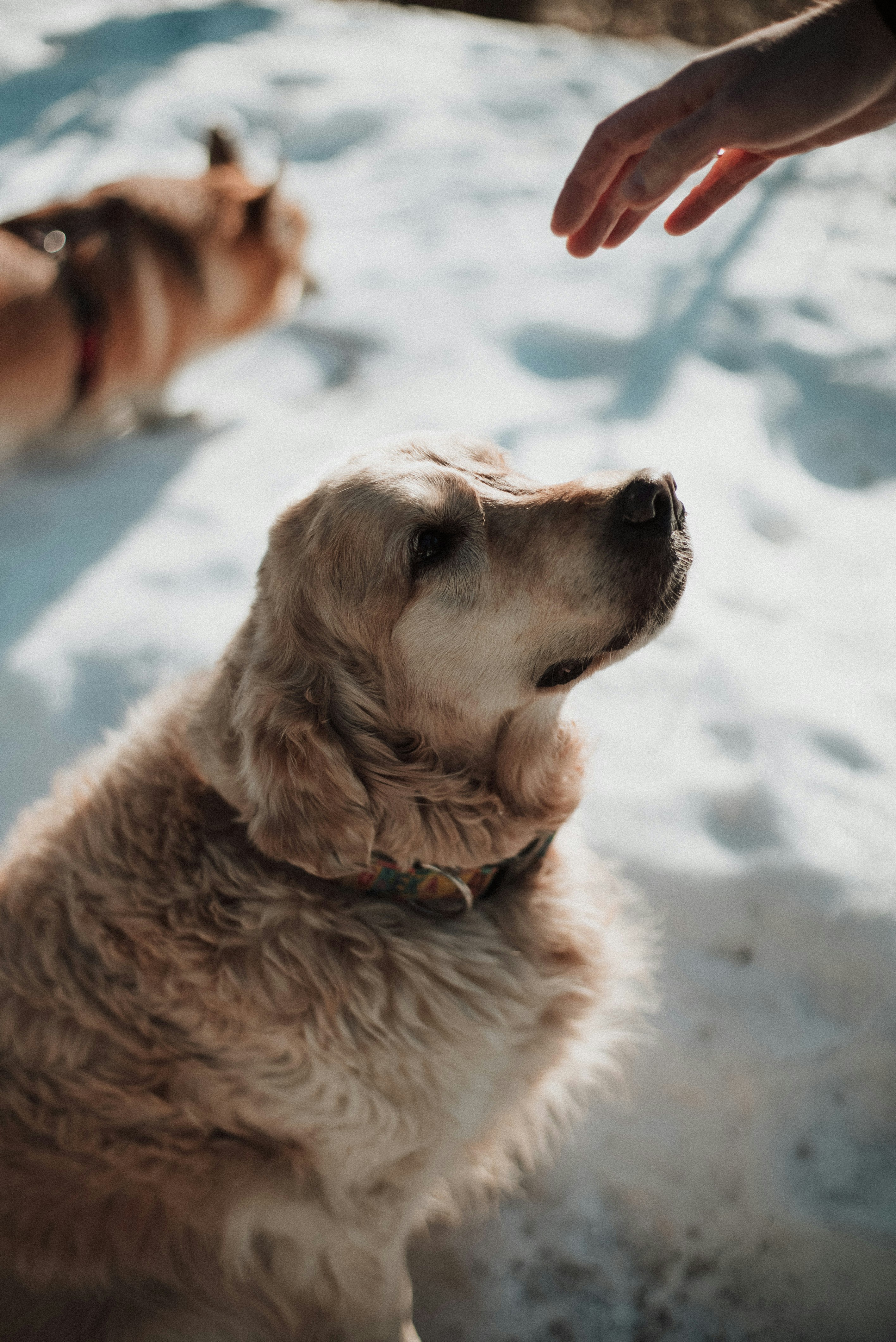 a close up of a dog in the snow