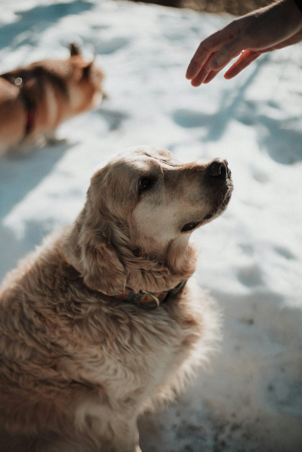 a close up of a dog in the snow