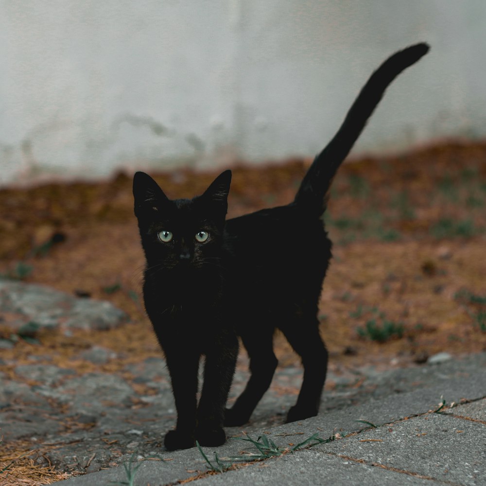 a black cat walking across a sidewalk next to a wall