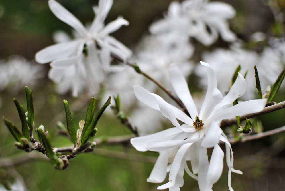 a close up of a white flower on a tree