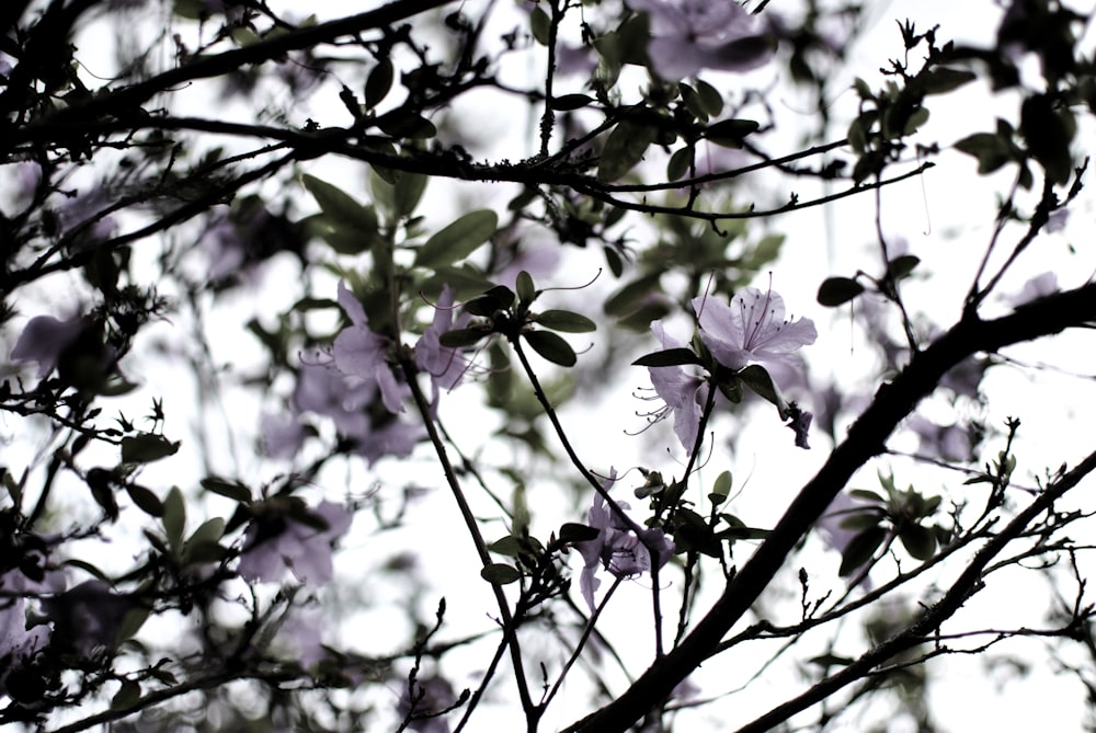 a tree with lots of purple flowers on it