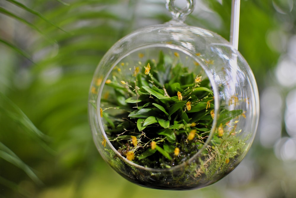 a glass ornament with a plant inside of it