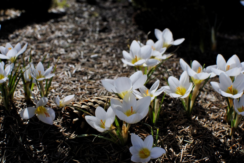 a bunch of white flowers that are in the dirt