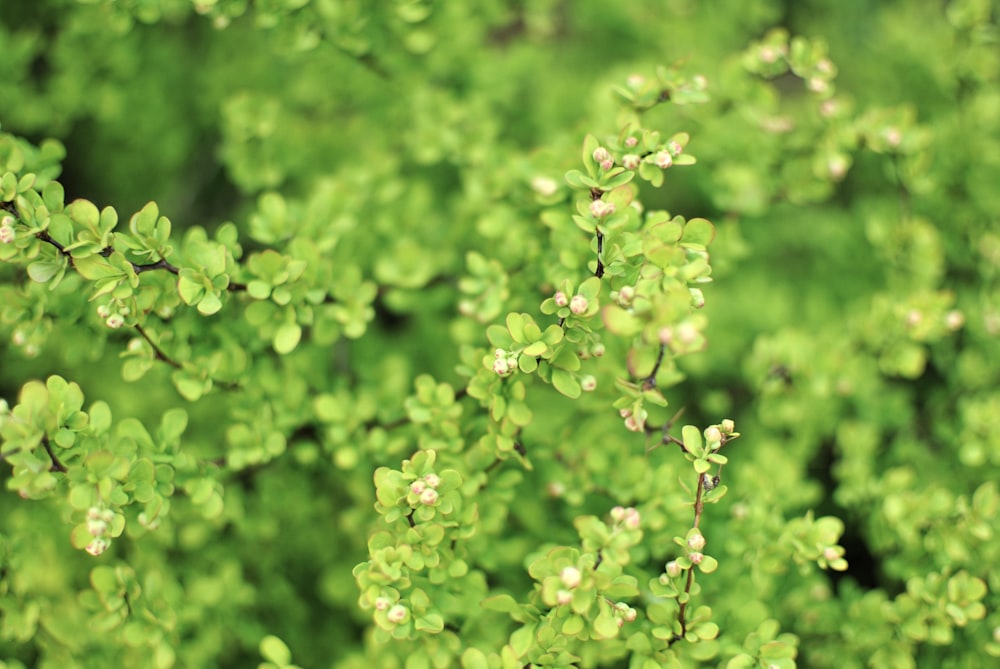 a close up of a plant with green leaves