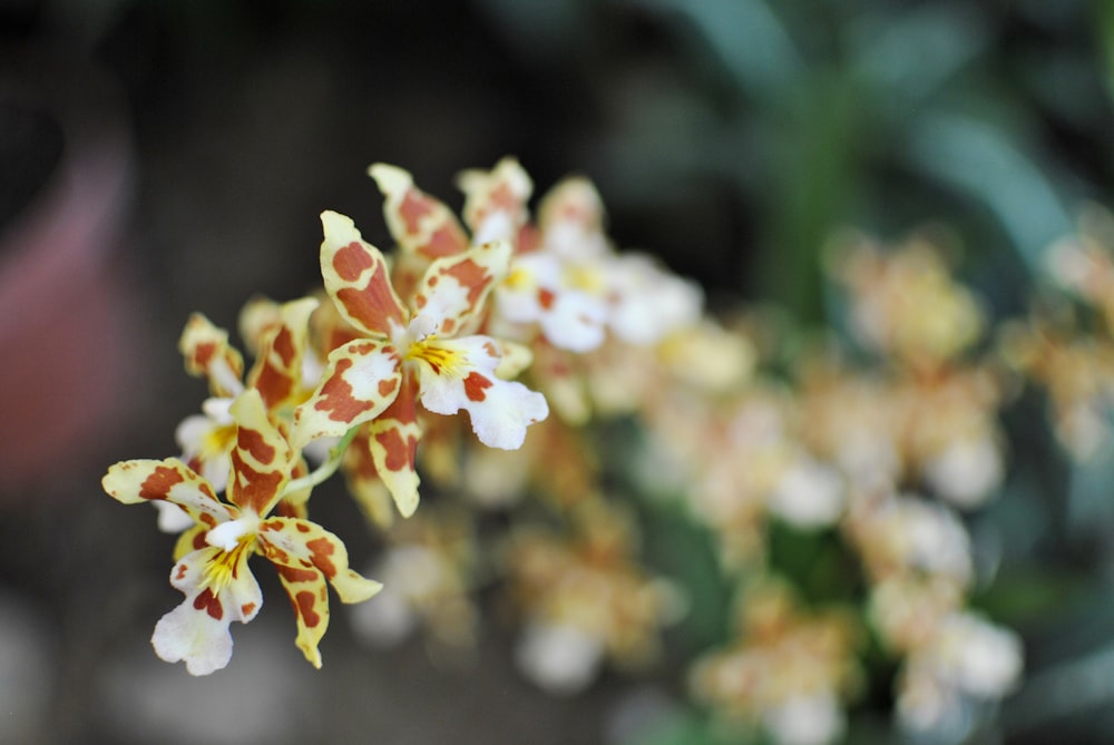 a close up of a bunch of flowers