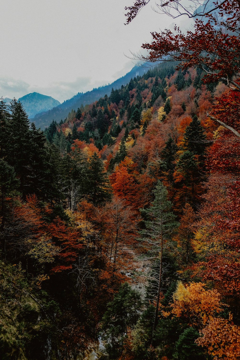 a forest filled with lots of trees covered in fall colors