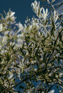 Golden olive branches swaying gently under the bright Mendoza sky.