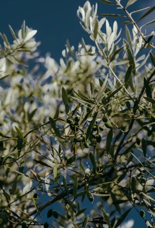 Golden olive branches swaying gently under the bright Mendoza sky.