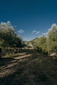 A picturesque olive grove under a clear blue sky.