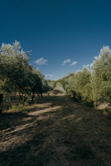 A peaceful path winding through olive trees under a bright blue sky, inviting exploration.