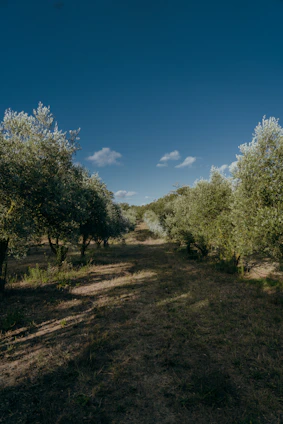 Sunlit olive grove with rustic stone pathways winding through lush greenery under a soft terracotta sky.