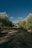 A picturesque olive grove under a clear blue sky, showcasing lush green trees.
