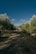A picturesque olive grove under a clear blue sky, showcasing lush green trees.