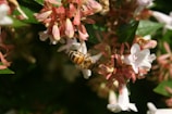 A honeybee is perched on a cluster of small, pink and white flowers, surrounded by green leaves. The scene is captured in bright, natural light, highlighting the details of the bee's wings and the delicate petals.