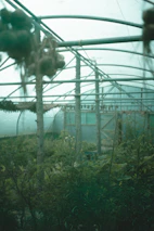 A serene greenhouse warmed by geothermal energy, thriving with lush plants under natural light.