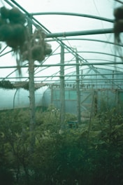 A serene greenhouse featuring stainless steel pyramid structures surrounded by lush greenery and vibrant plants.