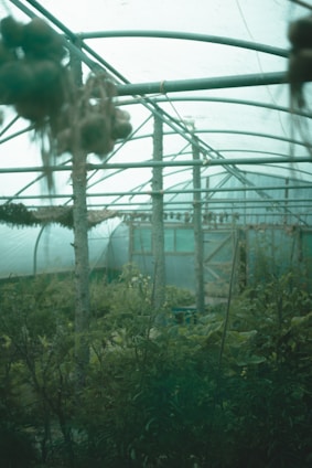 A sleek, futuristic greenhouse with glowing blue sensor arrays monitoring vibrant medicinal plants under soft LED lighting.